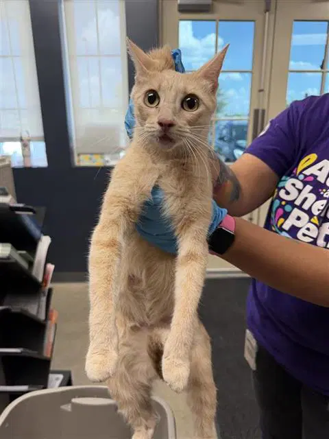 Maggie - Domestic Short Hair