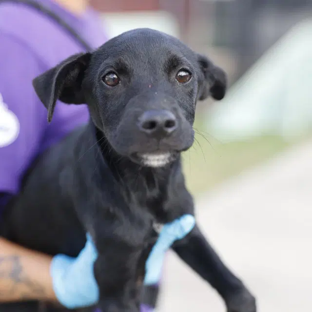 Thunder - Labrador Retriever