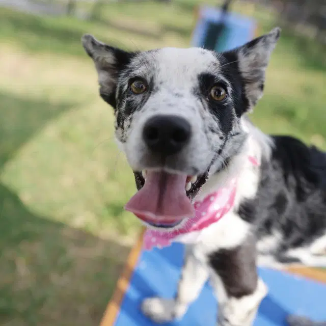 Lady - Australian Cattle Dog/Blue Heeler