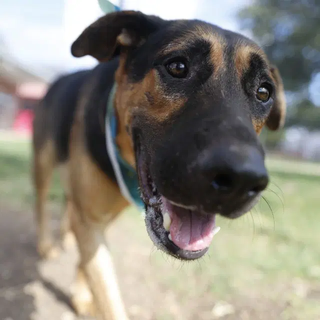 Frank - Hound