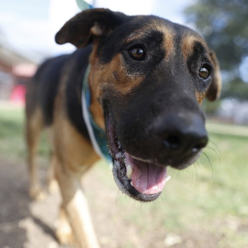 FRANK, a dog for adoption from San Antonio Animal Care Services