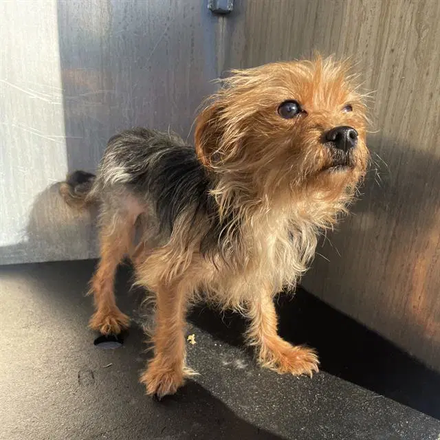 Chewbarka - Yorkshire Terrier Yorkie