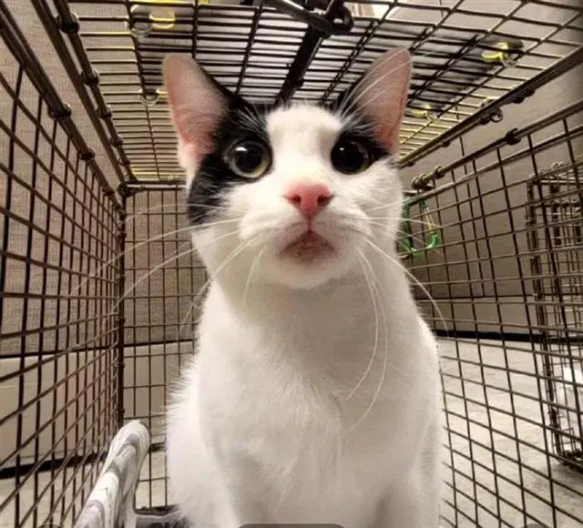 Hemi - Domestic Short Hair