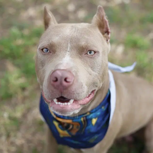 Kyzer - American Staffordshire Terrier
