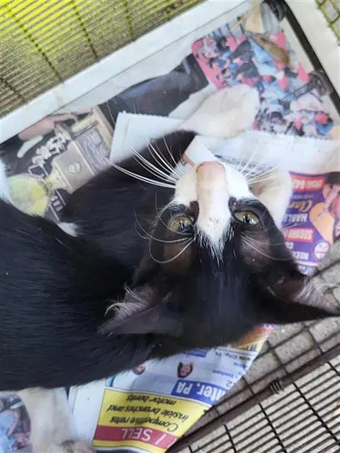 Pigeon - Domestic Short Hair