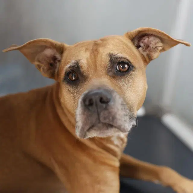 Hawk - American Staffordshire Terrier