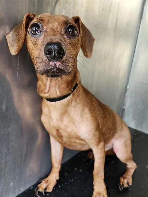 Buddy - Dachshund