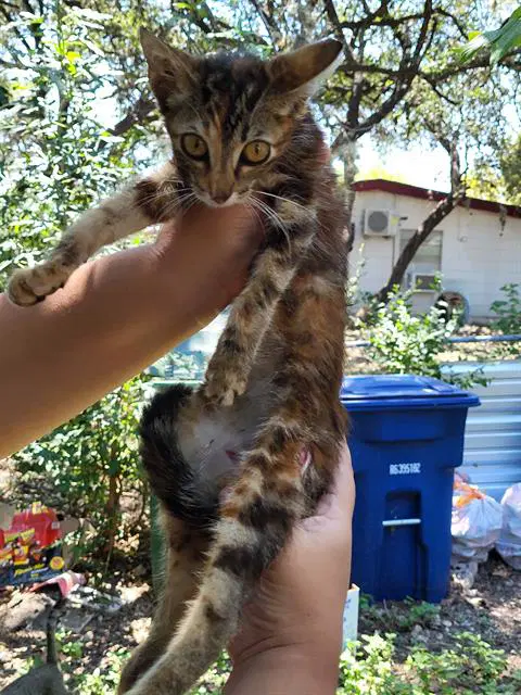 Mystery - Domestic Short Hair