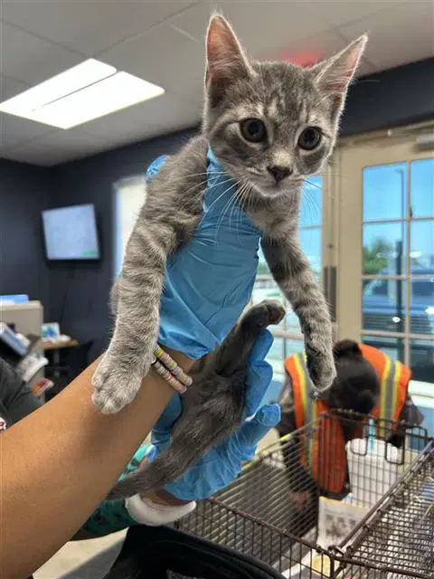 Jeff - Domestic Short Hair