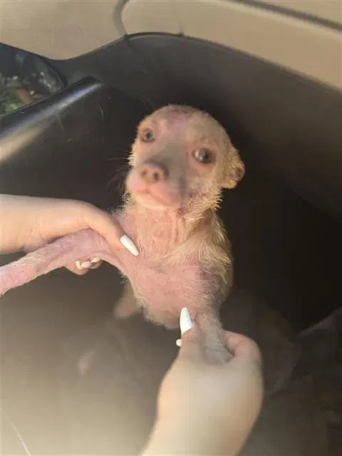 Simba - Chihuahua