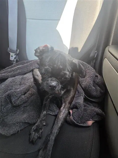 Coco - Pug