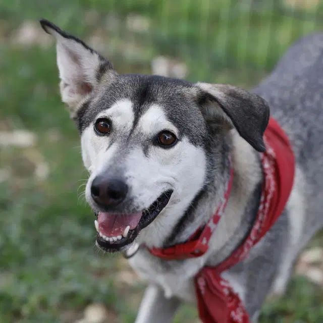 Kai - Husky