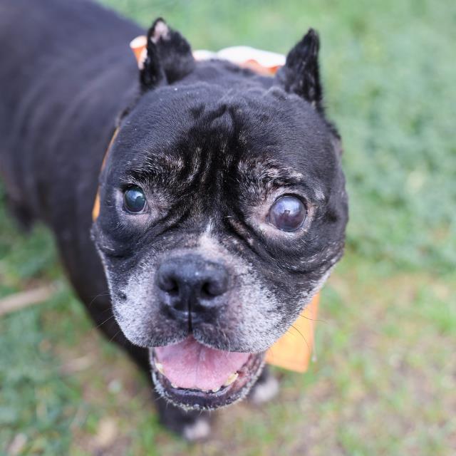 Agatha