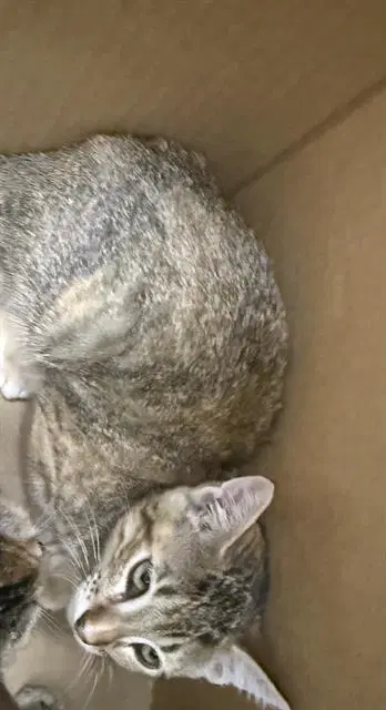 Judus - Domestic Short Hair