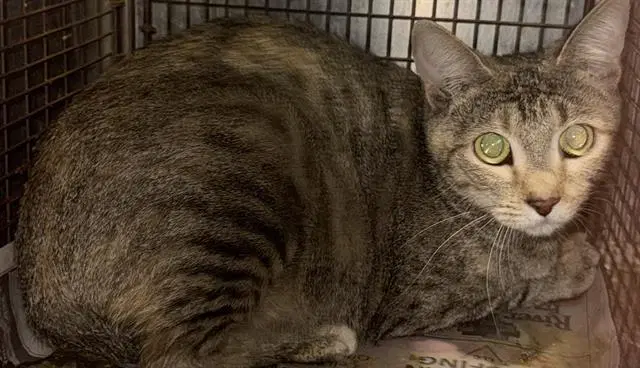 Zane - Domestic Short Hair
