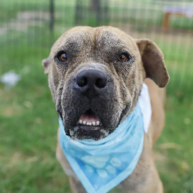 Theodore - American Staffordshire Terrier