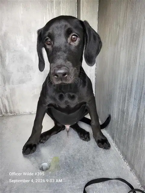 Spooky - Labrador Retriever