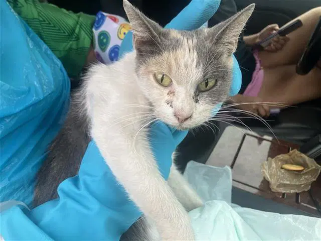 Momma - Domestic Short Hair