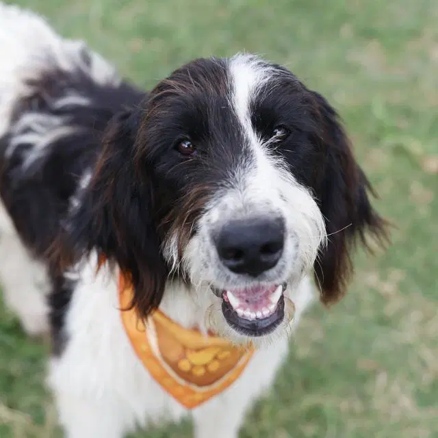 Margaret Wallabe - Field Spaniel