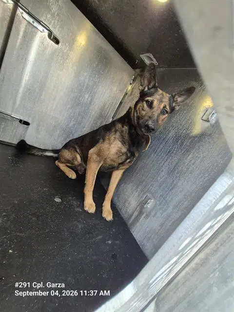 Gigatron Red - Belgian Shepherd Malinois
