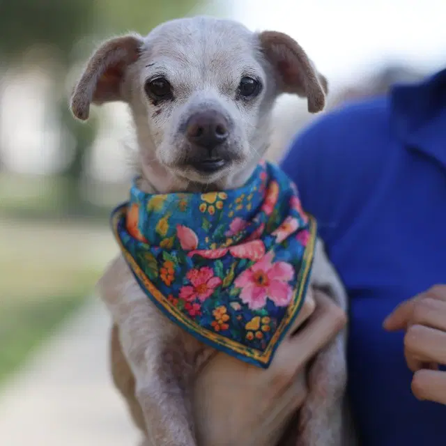 Peaches - Chihuahua