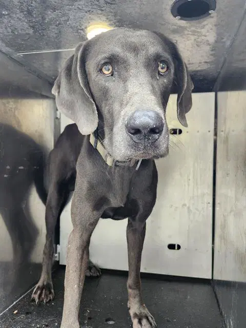Lancelot - Weimaraner