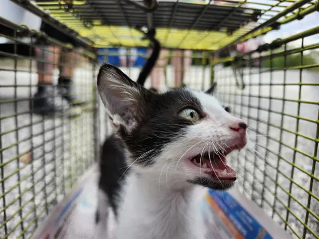 Nami - Domestic Short Hair