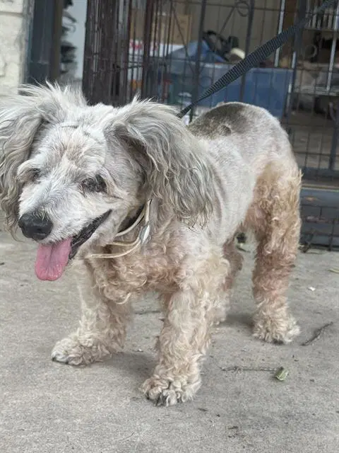 Babushka - Poodle (Miniature)