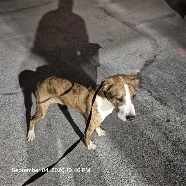 Leo - American Staffordshire Terrier