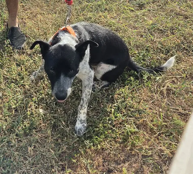 Sterling - Border Collie