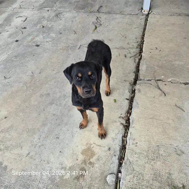 Poof - Rottweiler