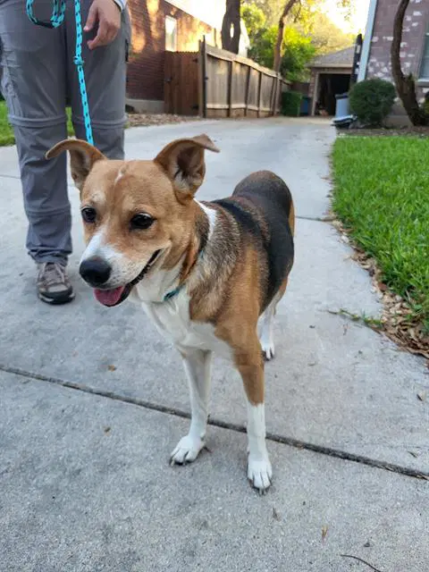 Lady - Beagle