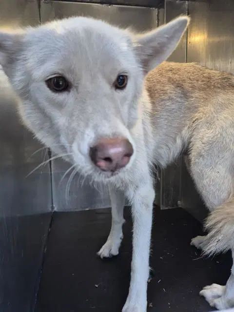 Ruth Babes - Husky