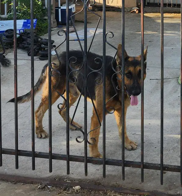 Unknown - German Shepherd Dog