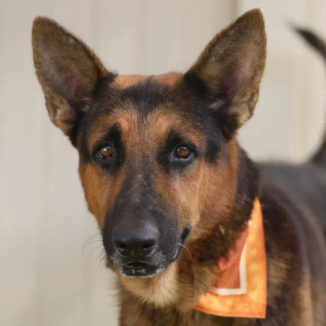 Luke - German Shepherd Dog