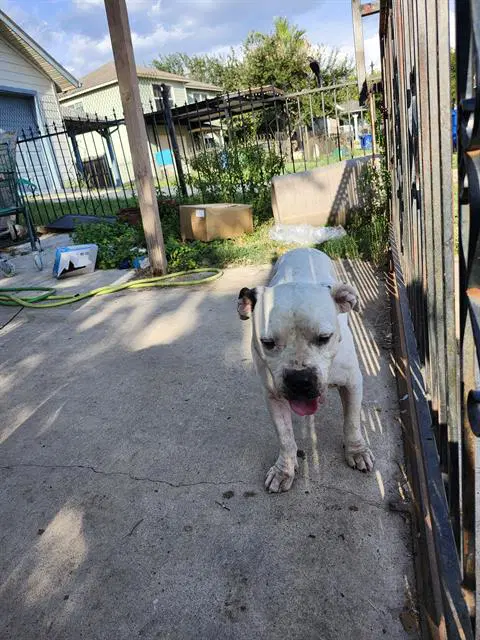 Unknown - American Bulldog