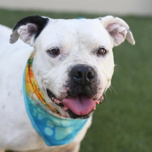 Lorelai - American Bulldog
