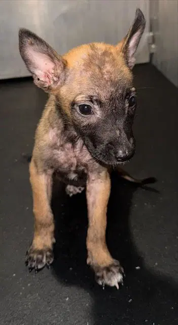 Barbie - Belgian Shepherd Malinois