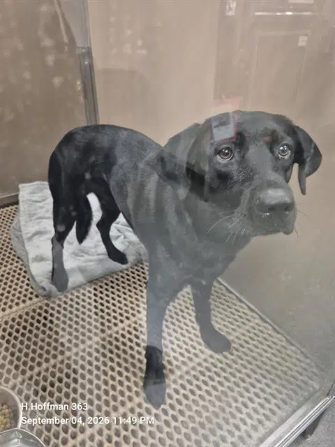 Shiner - Labrador Retriever