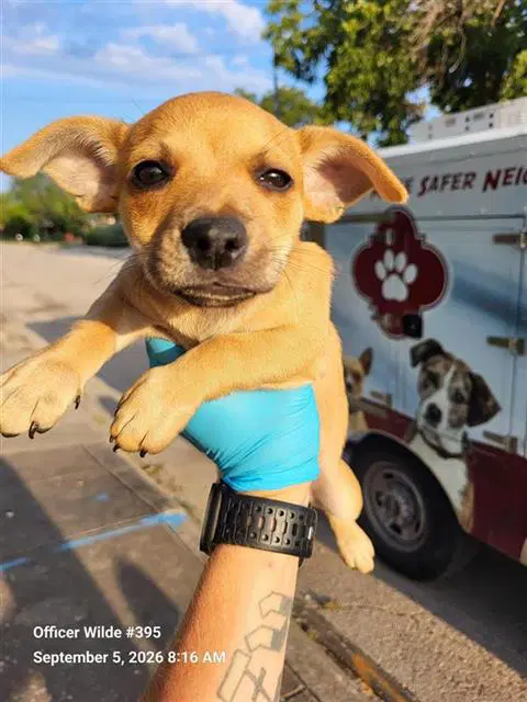 Boo - Chihuahua