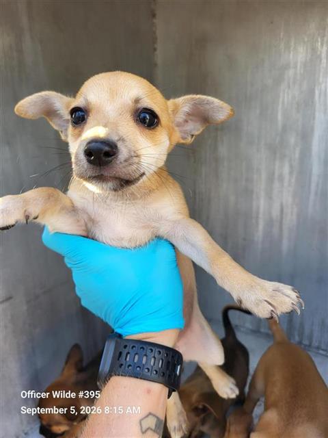 Peanut