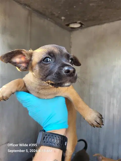 Gremlin - Chihuahua
