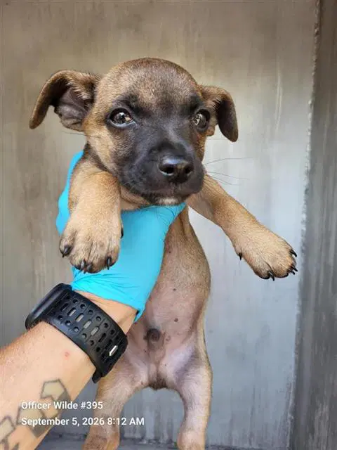 Twix - Chihuahua