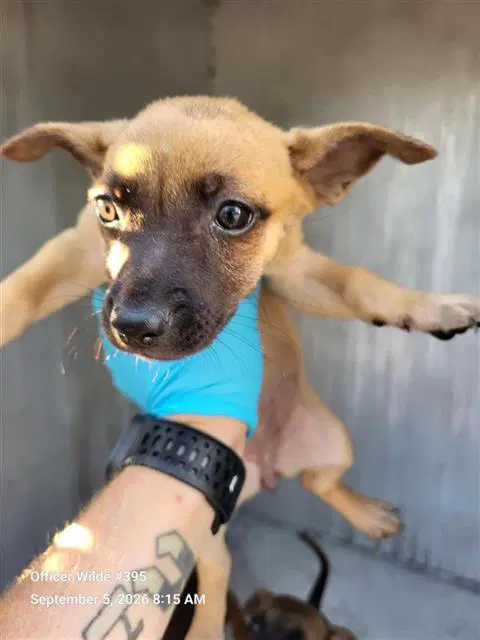 Pumpkin - Chihuahua