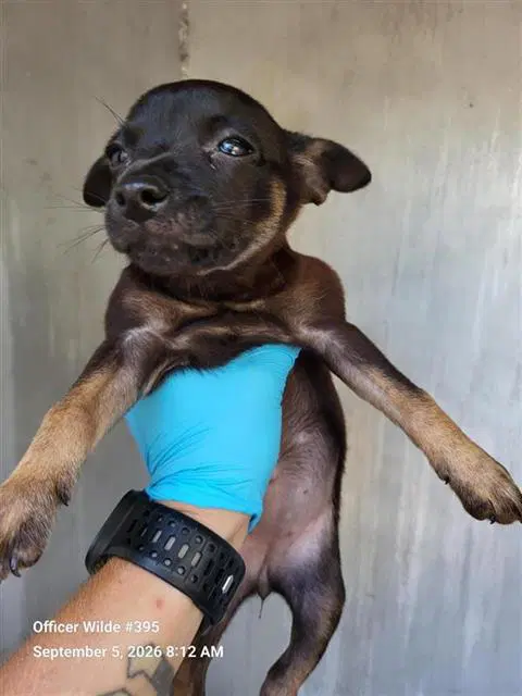 Phantom - Chihuahua