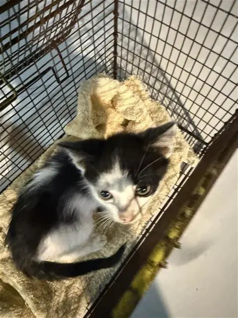 Gino - Domestic Short Hair