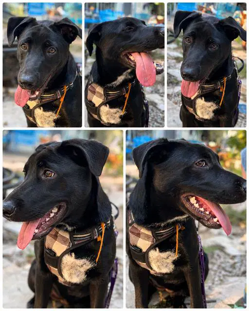 Jet - Labrador Retriever