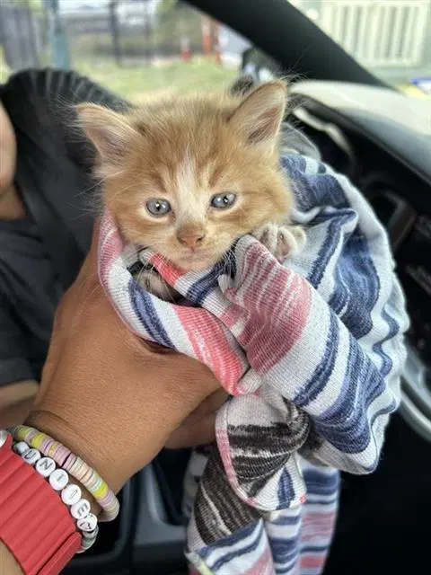 Cass - Domestic Short Hair