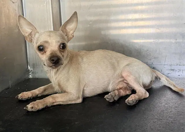 Cj - Chihuahua