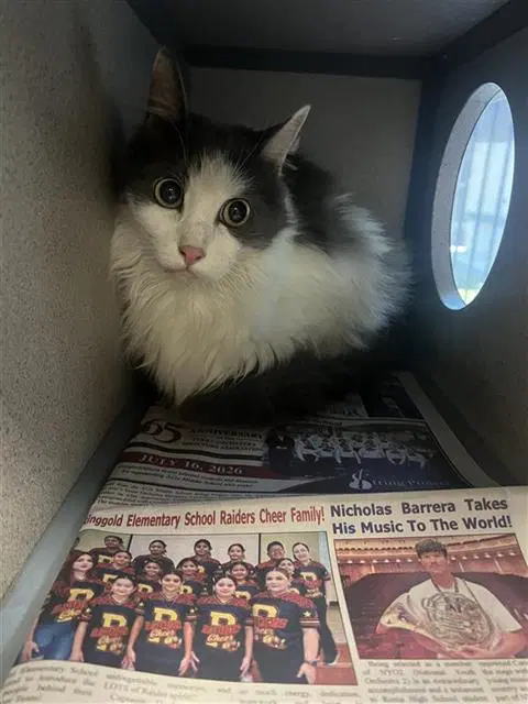 Catrina - Domestic Long Hair